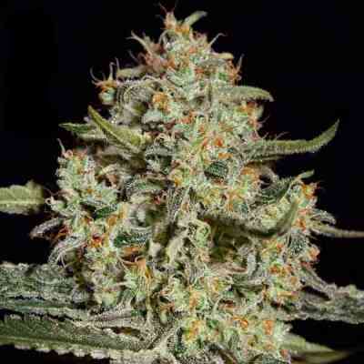 Big Bang > Green House Seed Company | Feminized Marijuana   |  hybrid